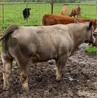 Eric Epperson's mini club calf bull